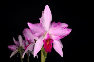 Laelia anceps fma. Lineata SanBar Striata Nana HCC/AOS 77 pts.